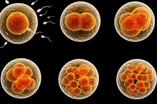 胚胎培育