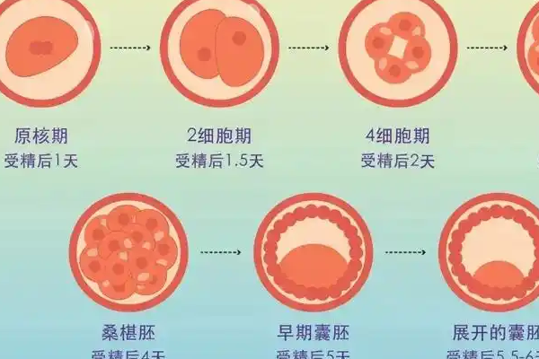 5AA囊胚